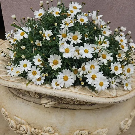 Corte Atenea Experience & Gasthuis