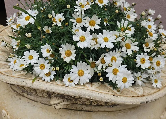 Corte Atenea Experience & Pensionat